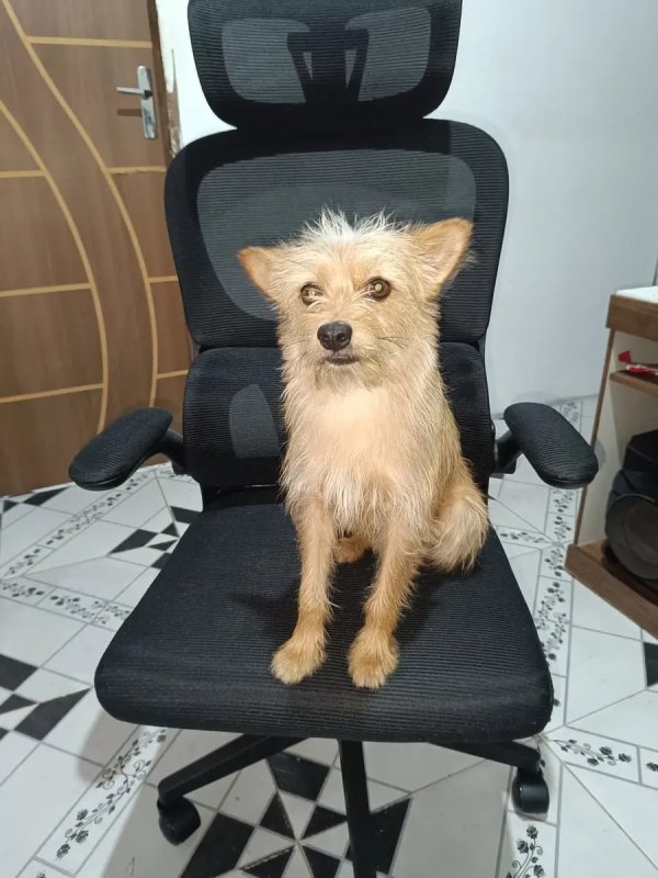 Cadeira Escritório Ergonômica Giratória com Apoio Lombar da Python Fly