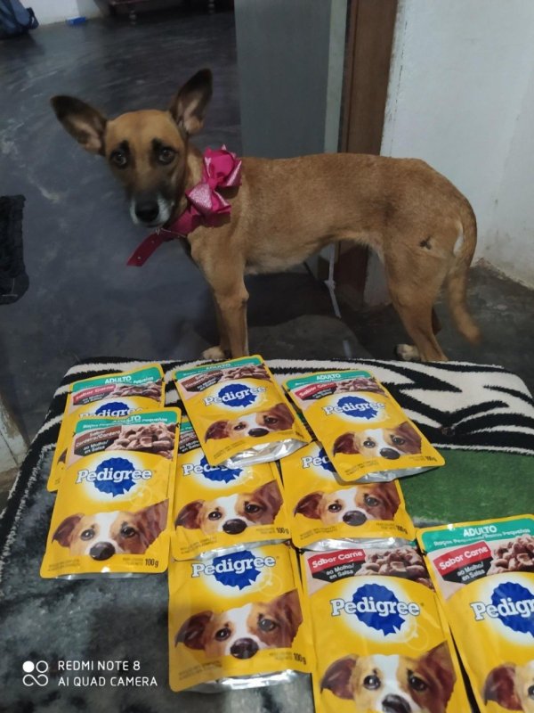 Pack Ração Úmida Pedigree Sachê Cordeiro ao Molho para Cães Adultos de Raças Pequenas 100 g - 18 unidades
