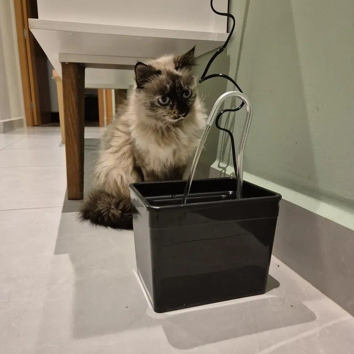 Bebedouro Automático Para Gatos Fonte De Água Silencioso + Frete Grátis