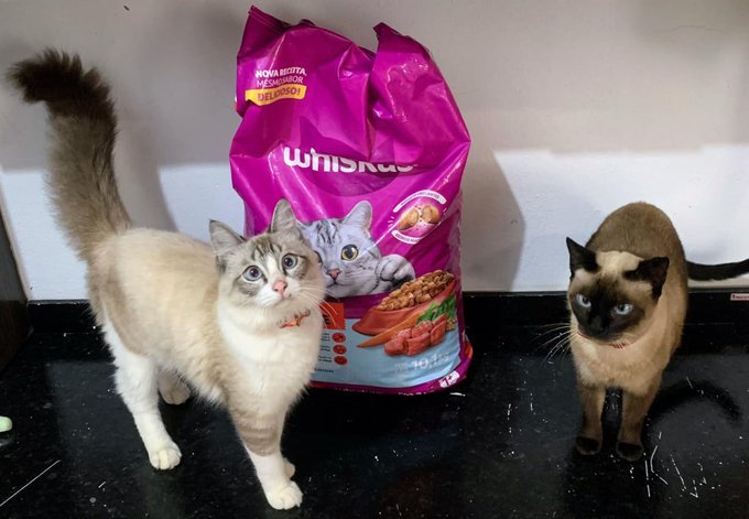 Ração Whiskas Para Gatos Adultos Castrados Sabor Carne 10,1Kg