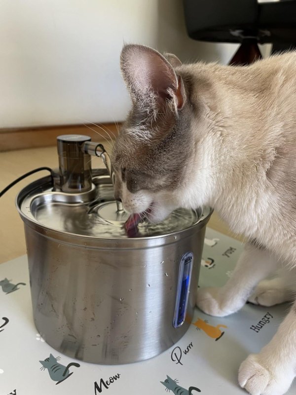 Bebedouro Para Gatos 3L Fonte Inox Silenciosa Bivolt + Frete Grátis