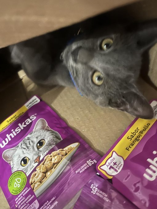 Pack Ração Úmida Whiskas Sachê Frango ao Molho para Gatos Adultos - 20 unidades