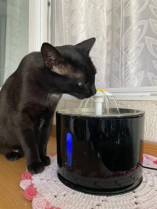Bebedouro para Gatos Inox 3L